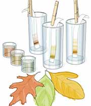 برگ های پاییزی