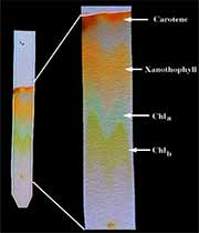 برگ های پاییزی