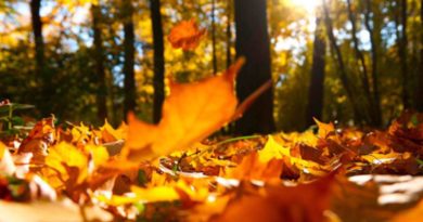 ریزش برگ ها