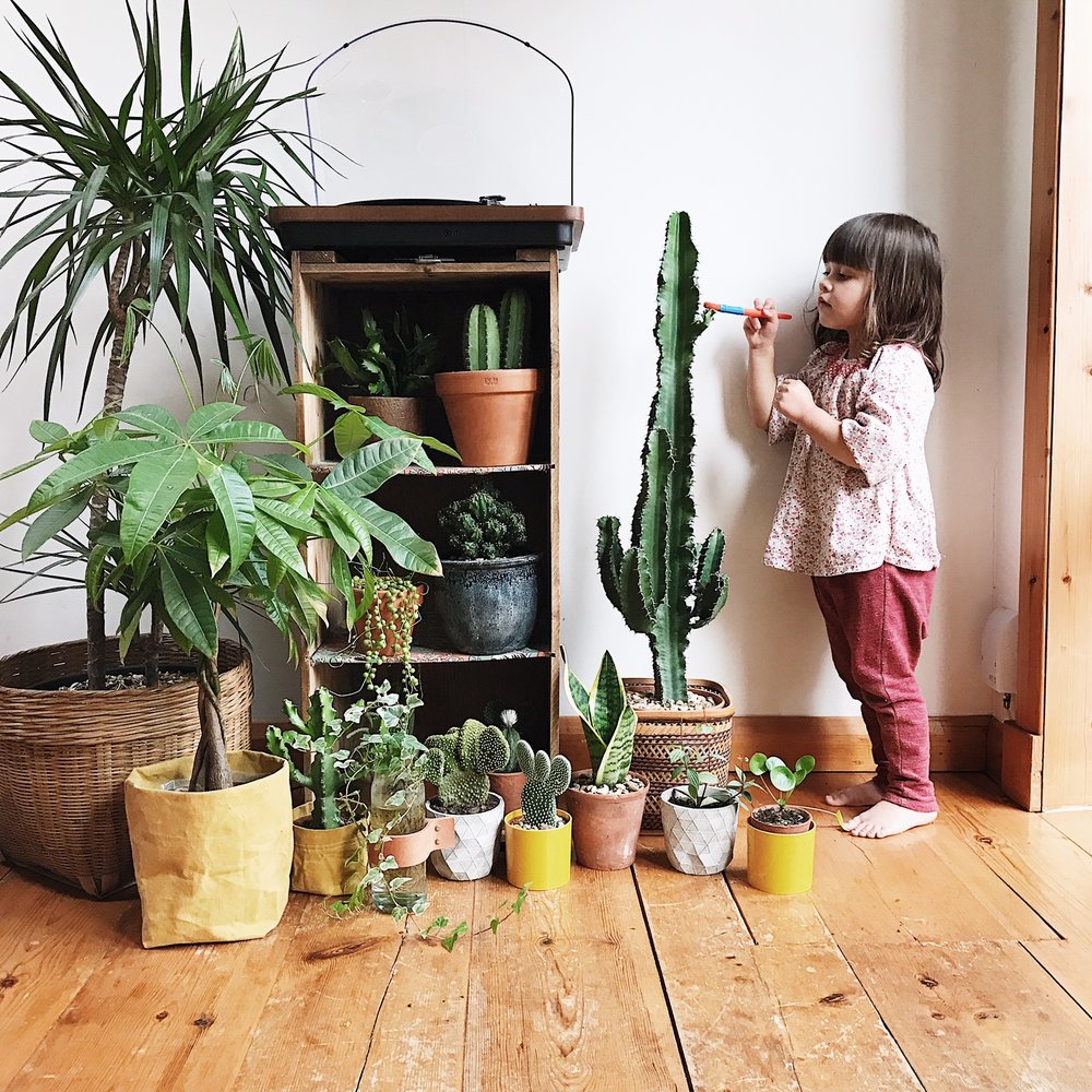 بهترین گیاهان برای اتاق کودک