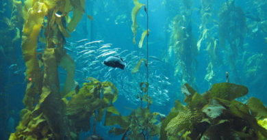 چگونگی زندگی گیاهان در اقیانوس ها