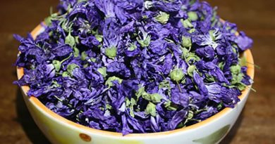 با گل ختمی تب کودکان را کاهش بدهید