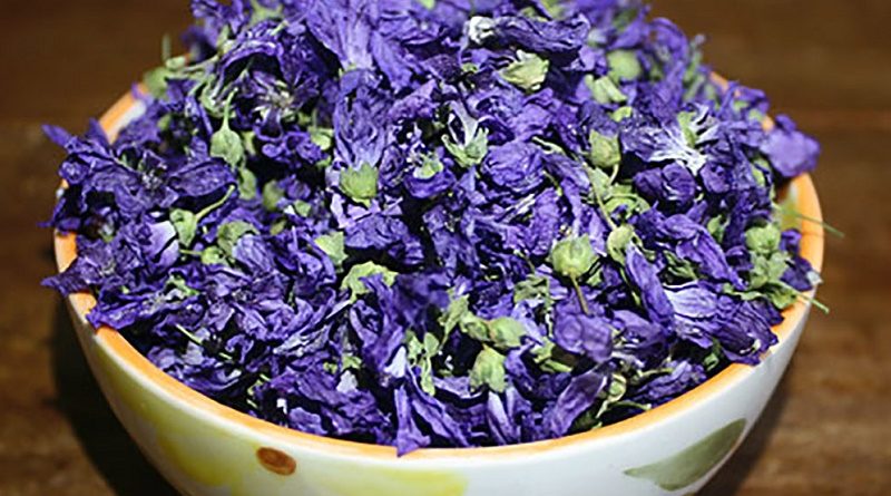 با گل ختمی تب کودکان را کاهش بدهید