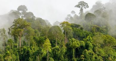 جنگل های استوایی و بارانی چیست؟