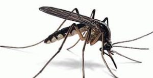 مقابله و کنترل حشرات