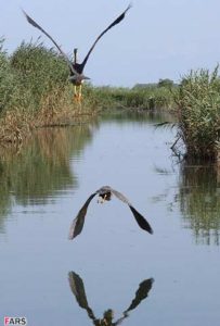 روز جهانی تالاب ها