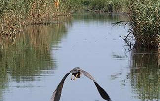 روز جهانی تالاب ها