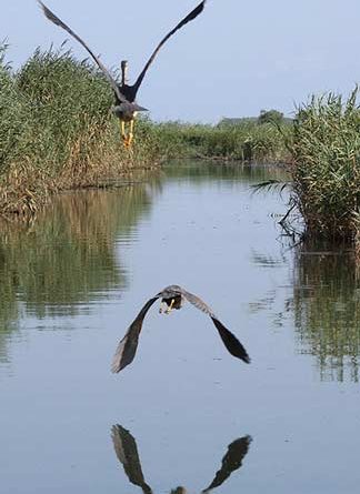 روز جهانی تالاب ها