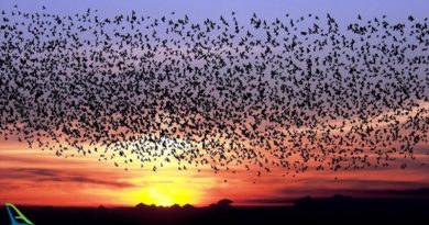 خورشید سیاه