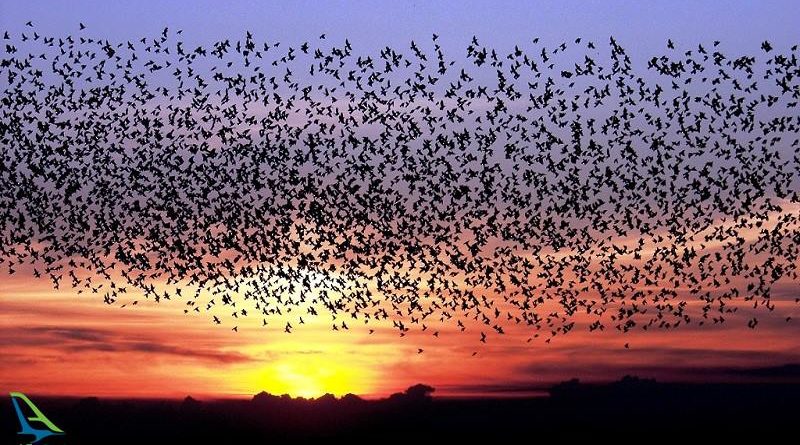 خورشید سیاه