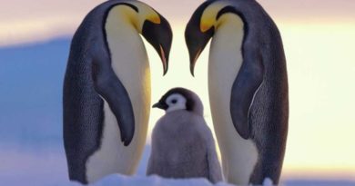 زندگی شگفت انگیز