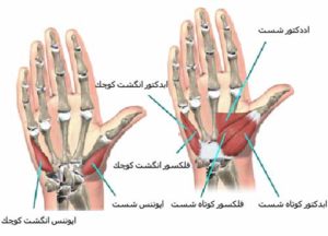 ساختار دست