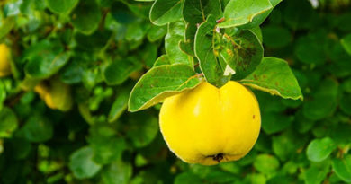 خواص برگ به