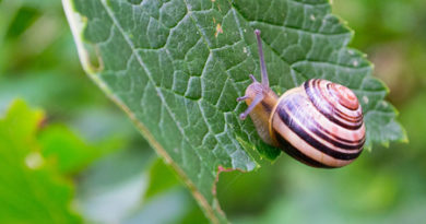 کاربردهای سرکه