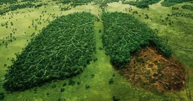 با این 10 مورد به‌سادگی طبیعت را حفظ کنیم