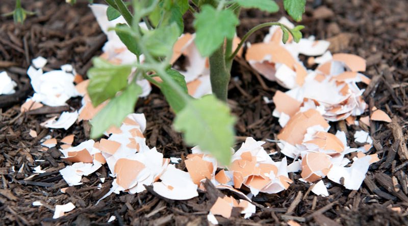 کود پوسته تخم مرغ