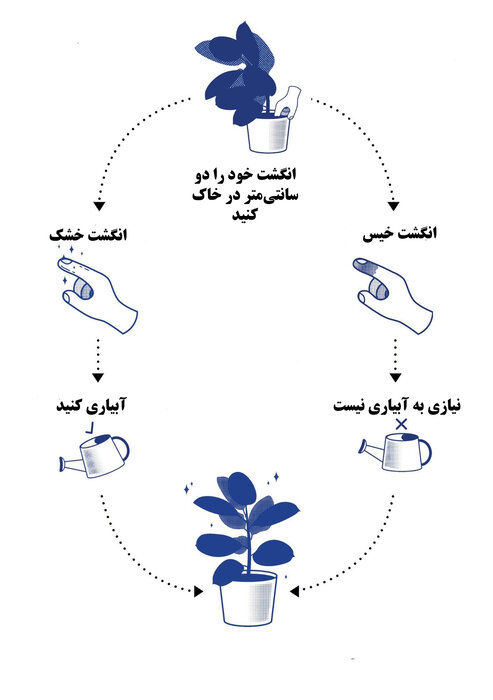 چقدر باید به گیاه خود آب دهم؟