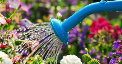 چقدر باید به گیاه خود آب دهم؟