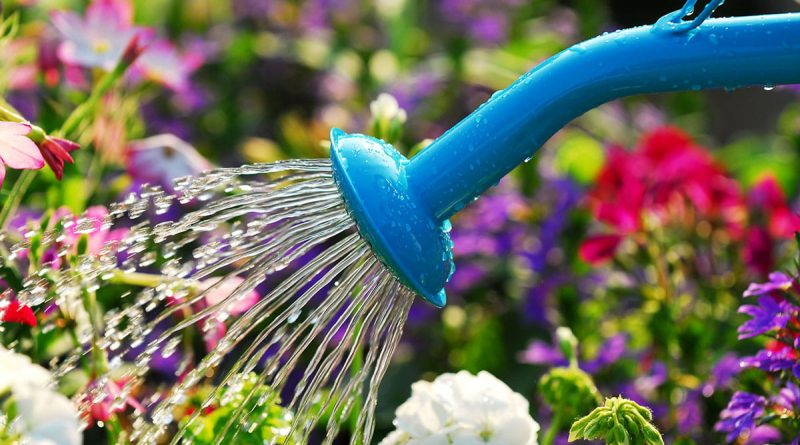 چقدر باید به گیاه خود آب دهم؟