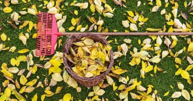 برگ های پاییزی