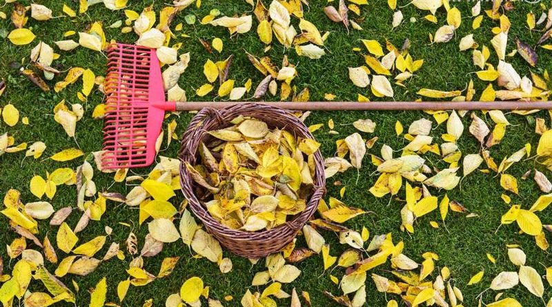 برگ های پاییزی