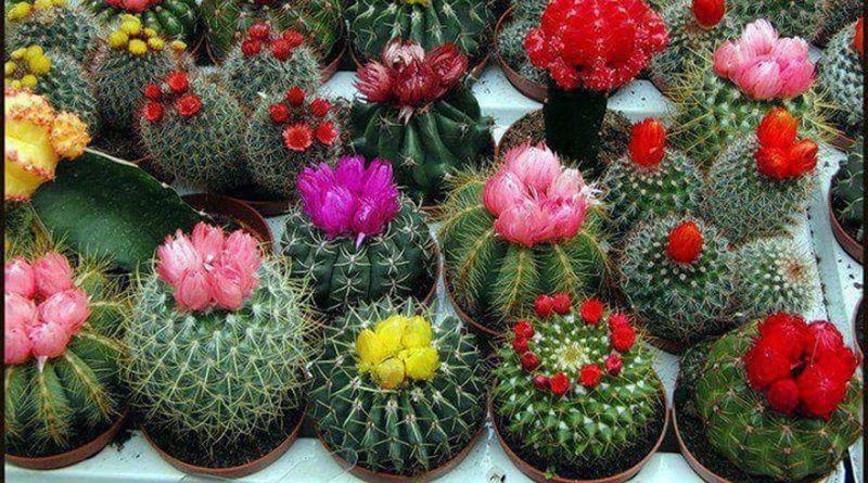 نگهداری کاکتوس