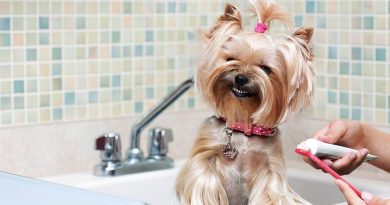 چرا حیوانات نیاز به مسواک ندارند ؟