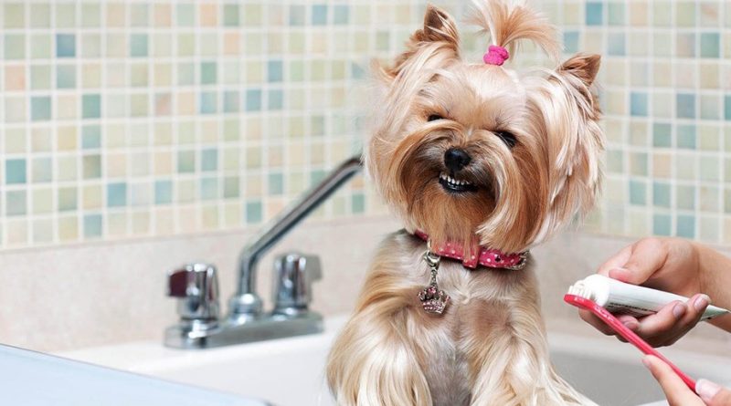 چرا حیوانات نیاز به مسواک ندارند ؟