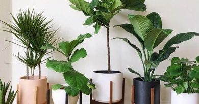 گیاهان-آلودگی هوا