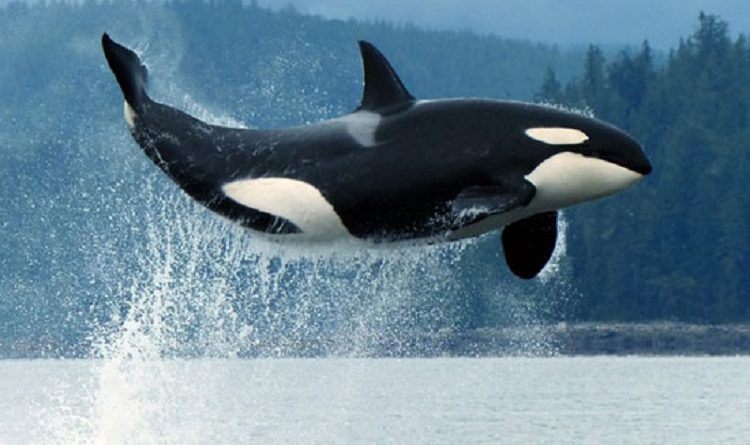 آوازی برای یک نهنگ