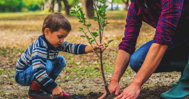 درختان مرده شهر
