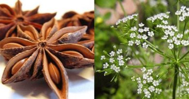 گیاه انیسون