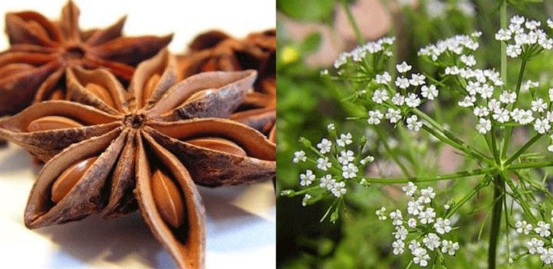 گیاه انیسون