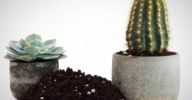 کوددهی کاکتوس