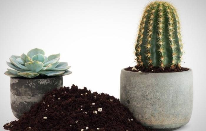 کوددهی کاکتوس