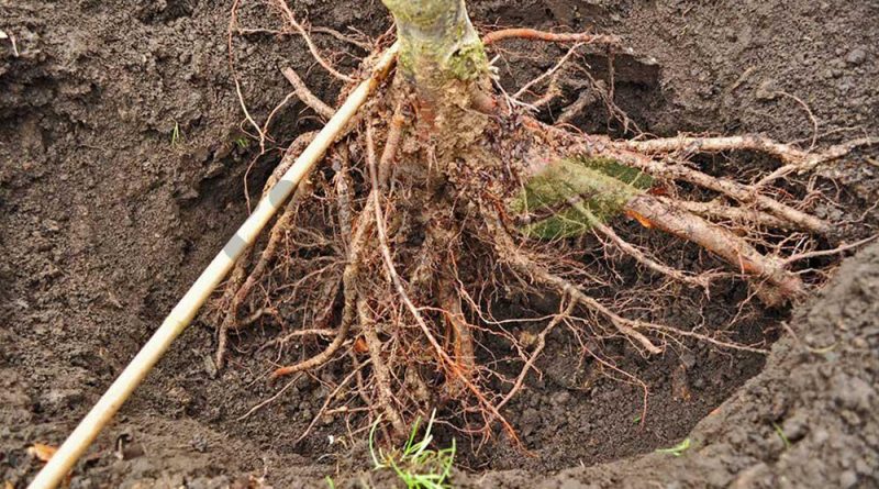 ضدعفونی ریشه نهال