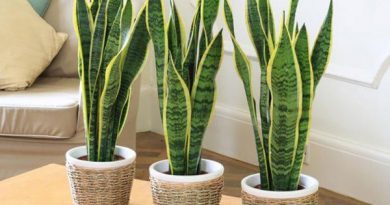 گیاهان آپارتمانی